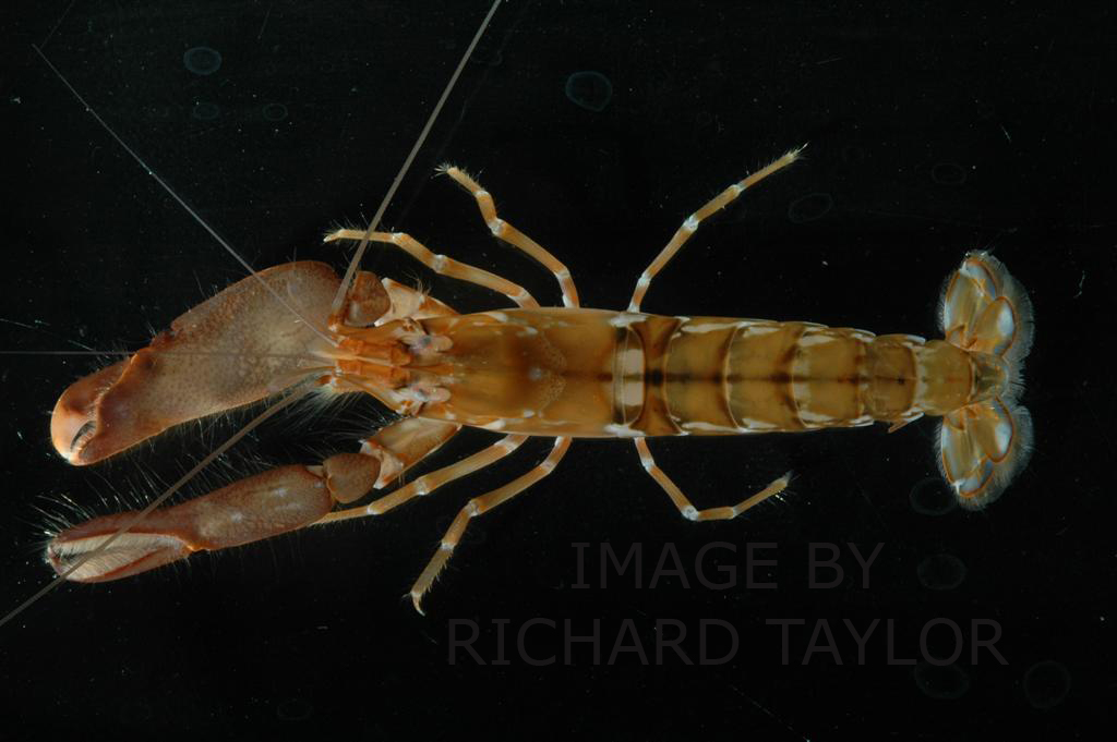 image of a snapping shrimp